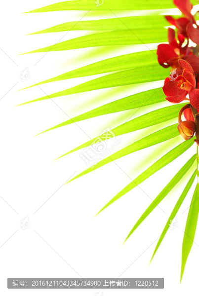 棕櫚葉和紅蘭花