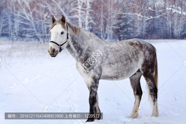 冬林中的灰馬
