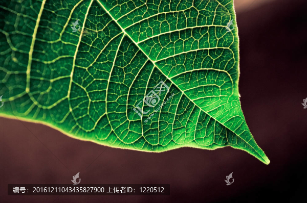 葉