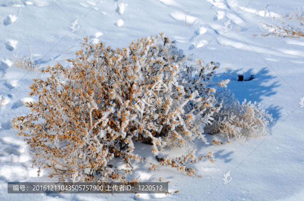 雪上的布什和腳印