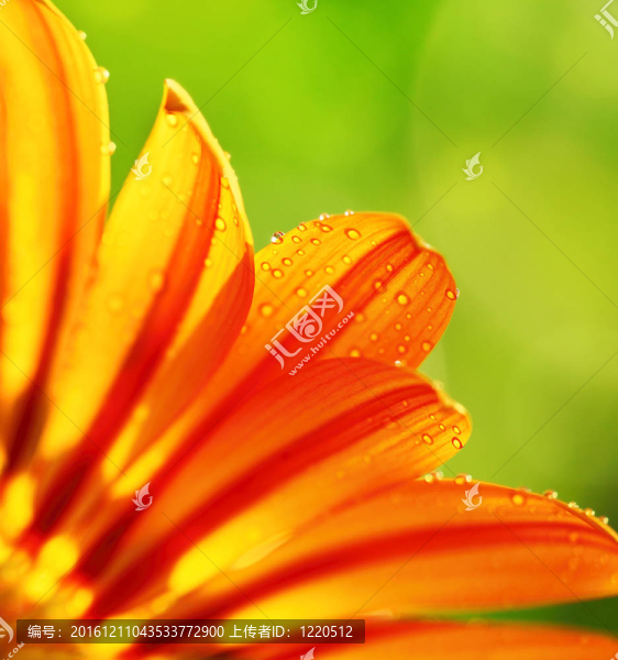 抽象花瓣；彩色花緣