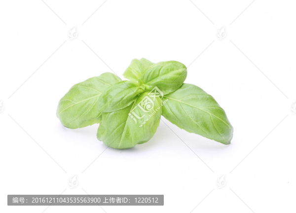 美味的新鮮羅勒