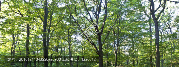 美麗的野生橡樹林