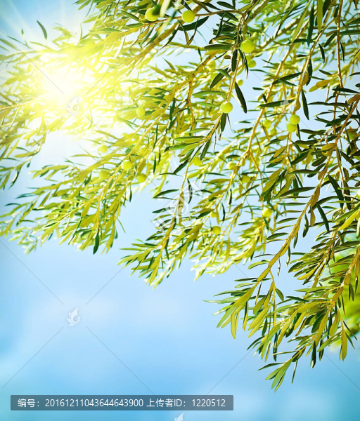 鮮橄欖樹邊界