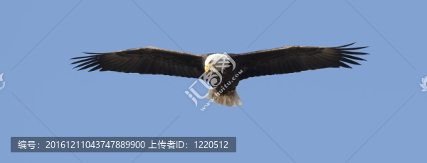 雄鷹翱翔高高的全景。