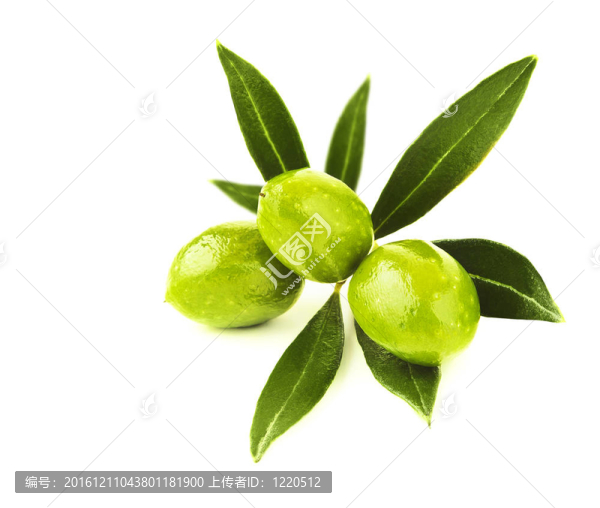 鮮綠橄欖枝