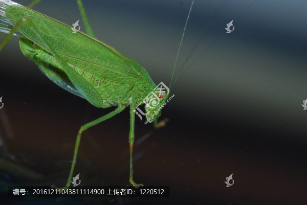 夏綠蚱蜢