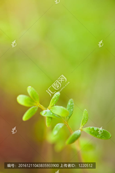 綠苗