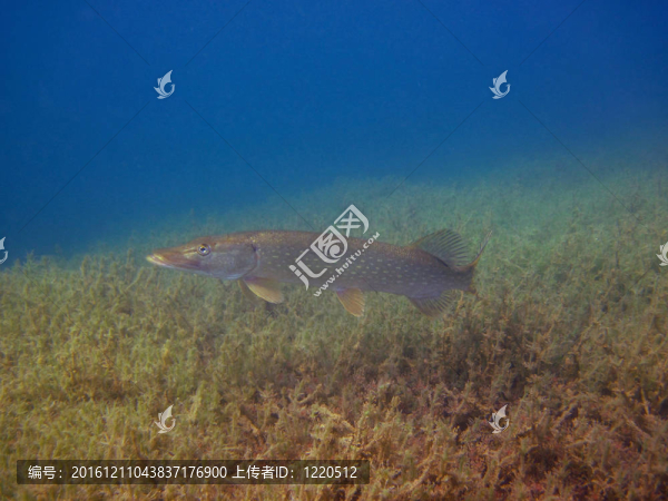湖中狗魚(yú)