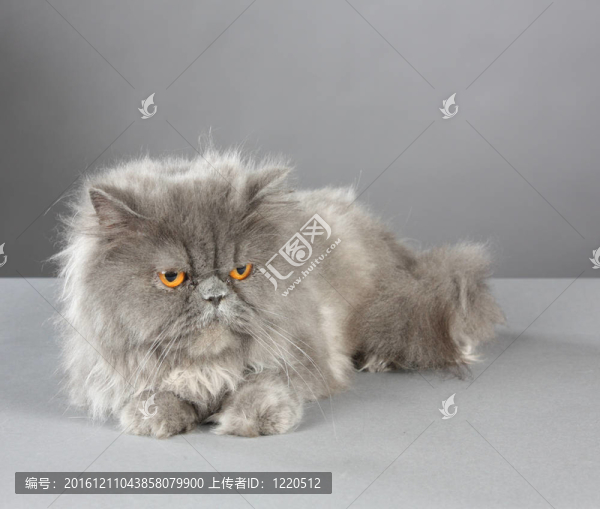 灰色的小貓