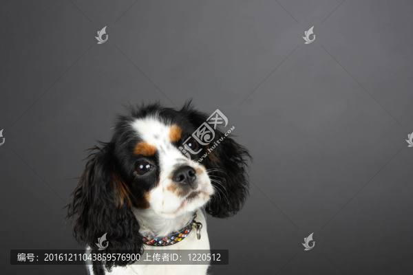 騎士獵犬工作室頭部中彈