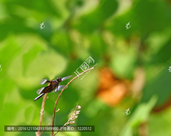 一個成年男性的寡婦撇渣器（Libellula,luctuosa）以一個與你的文本間老薄荷小枝休息。
