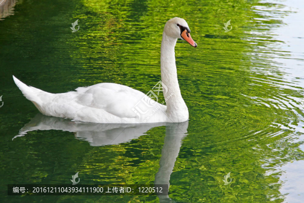 天鵝