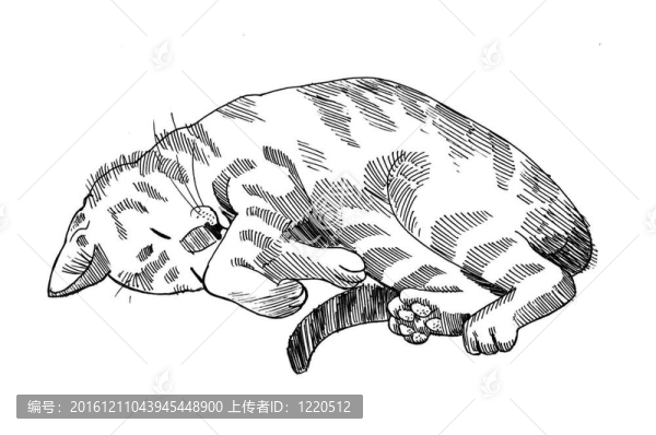 貓打盹