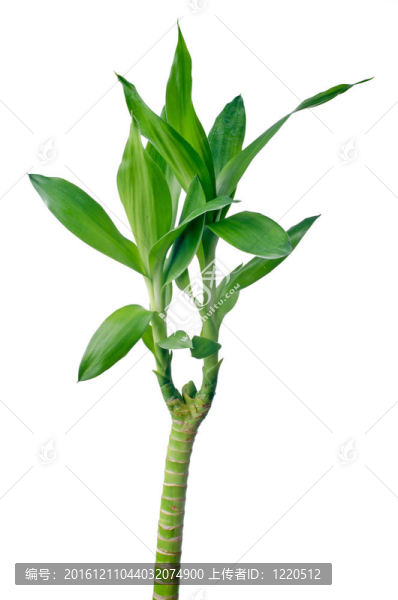 綠色的竹子
