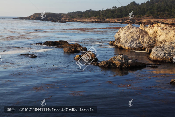 礁湖中的藻類和苔蘚