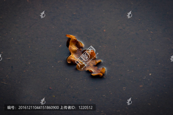 水中黃葉