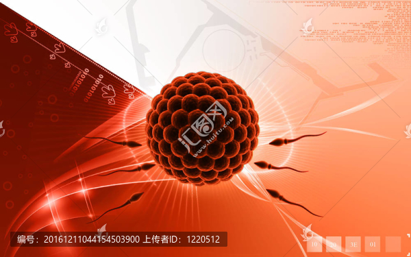 精子和卵子