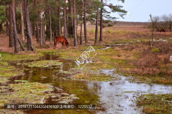 在森林邊緣的野生小馬和淹沒沼澤地在Winter