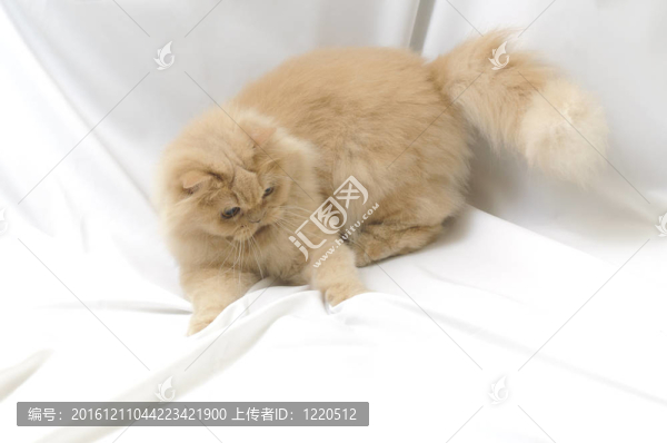 玩波斯貓