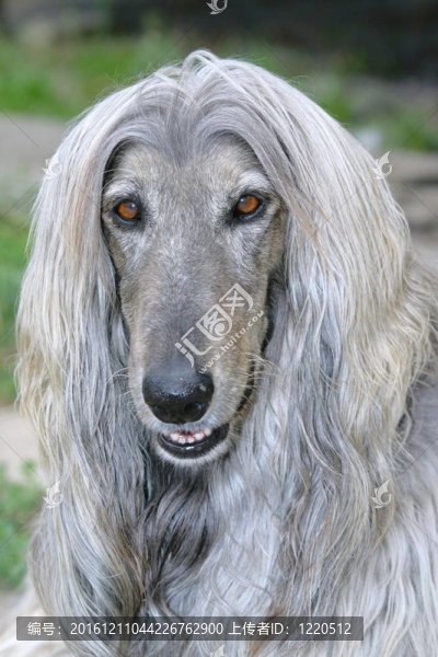 美麗的阿富汗獵犬頭像