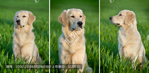 狗的肖像
