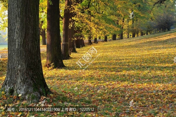 公園里的小巷