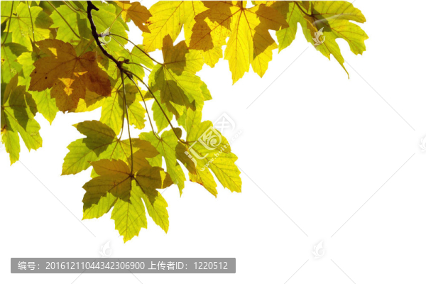 秋天的葉子；非常淺的白色背景