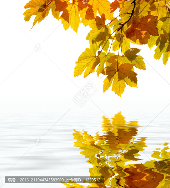在水中反射的葉子；淺的焦點(diǎn)