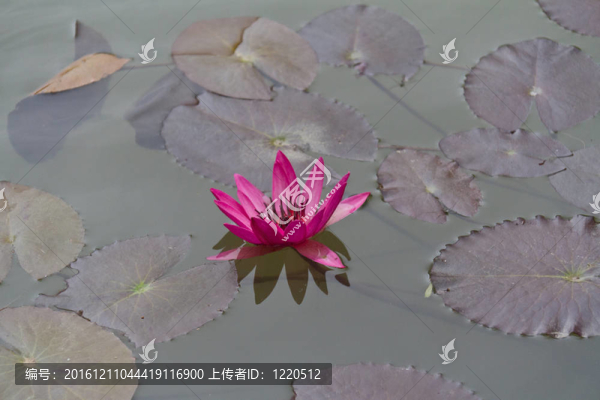日本池塘中盛開的荷花；花卉