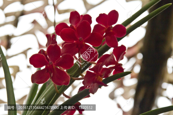 美麗的蘭花，蝴蝶蘭