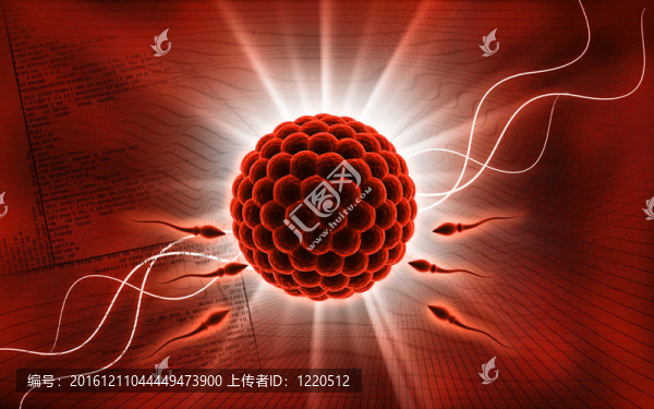 精子和卵子