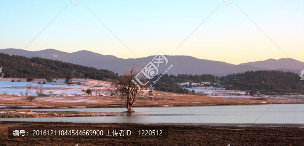 孤獨(dú)的樹