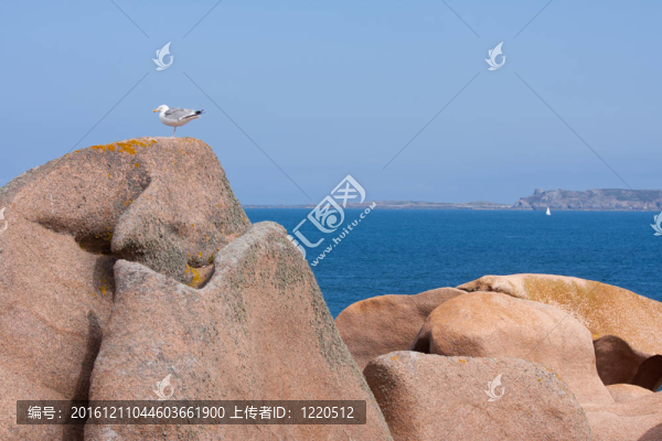 在布列塔尼犬的法國(guó)海岸的一個(gè)大石頭海鷗