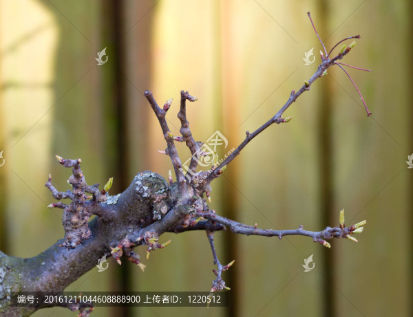 芽枝樹(shù)