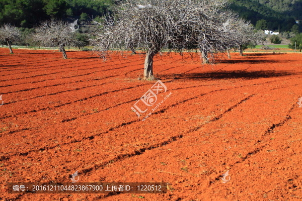 紅色的耕地在巴利阿里島；西班牙伊比薩；