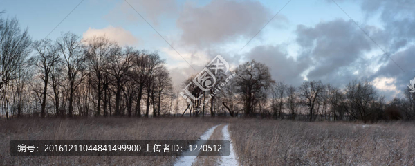 樹