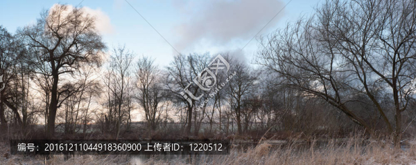 樹