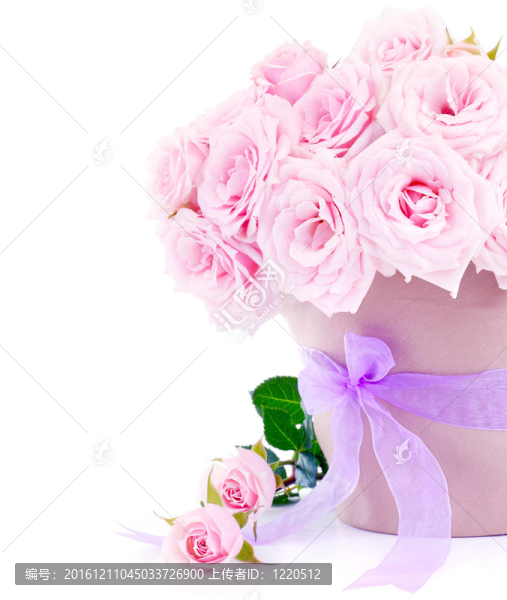 粉薔薇