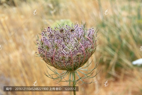 野胡蘿卜胡蘿卜花巴利阿里群島