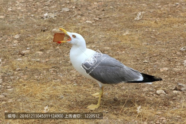 海鷗吃餅干人類垃圾開放法案