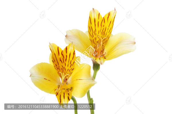 莉莉花兩天