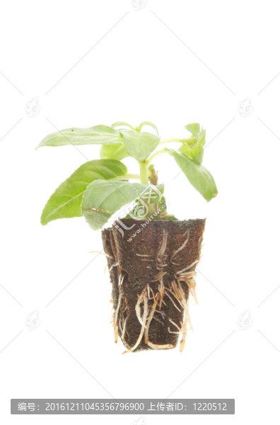 植物幼苗