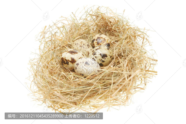 鳥巢中的鳥蛋