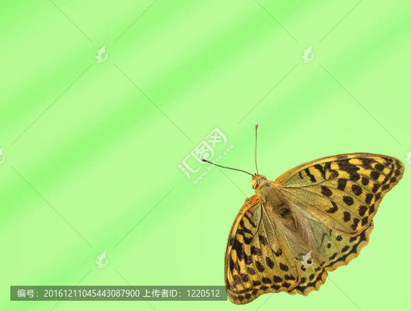背景與蝴蝶
