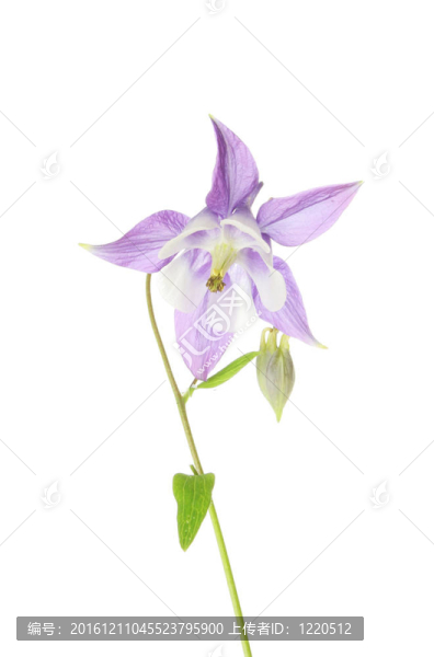 耬斗菜的花