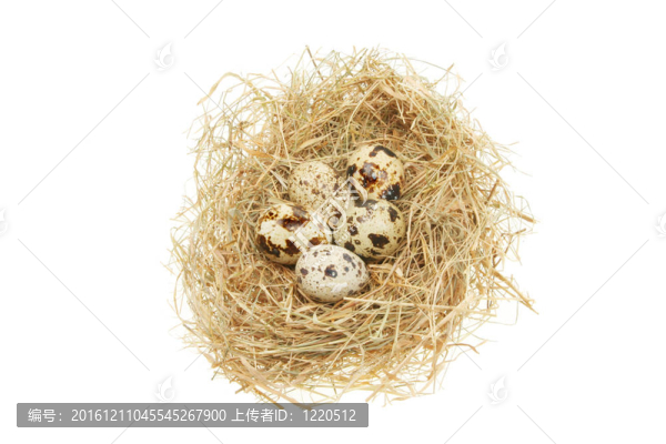 鳥(niǎo)巢中的鳥(niǎo)蛋