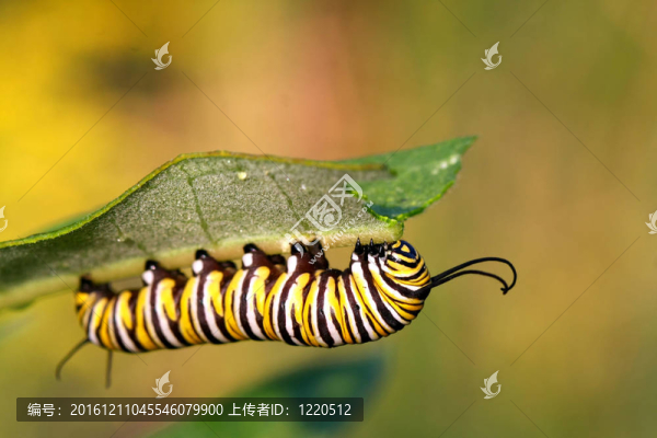 帝王蝶卡特彼勒