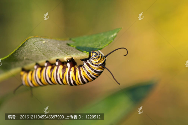帝王蝶卡特彼勒