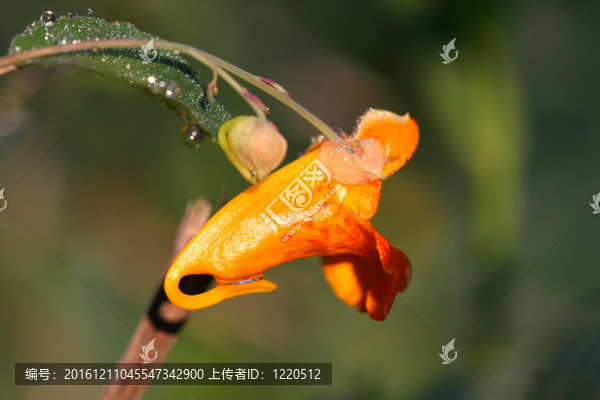 不要碰我的Orange,Jewelweed